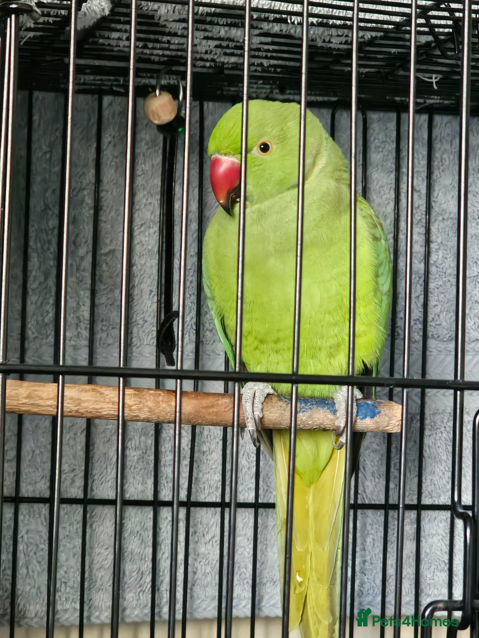 Ringnecks birds Ringneck parrot  - Advert 4