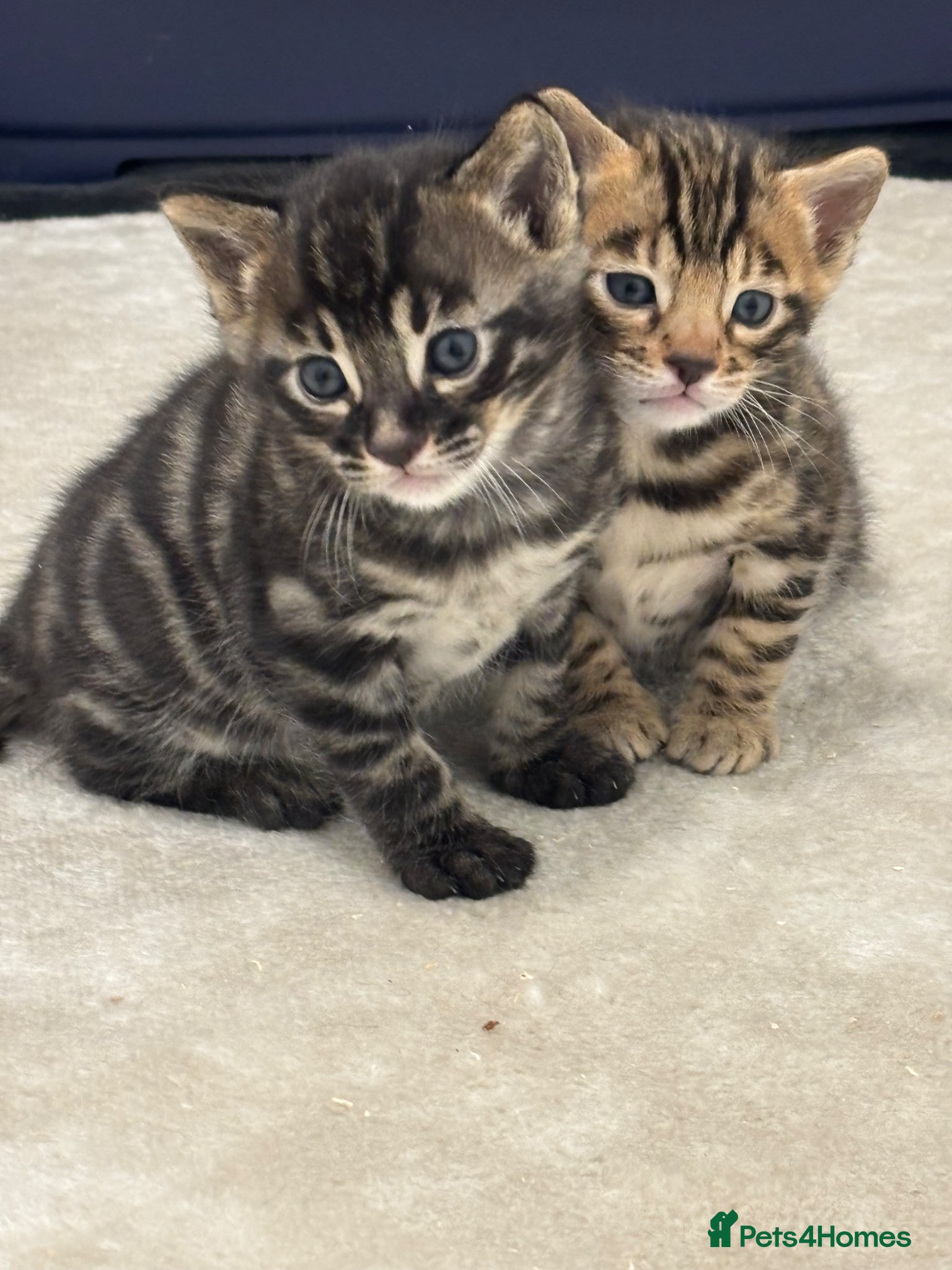Bengal cats Adorable TICA registered Bengal Kittens - Advert 1