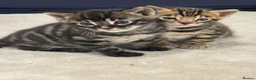 Bengal cats for sale: Adorable TICA registered Bengal Kittens - Advert 1