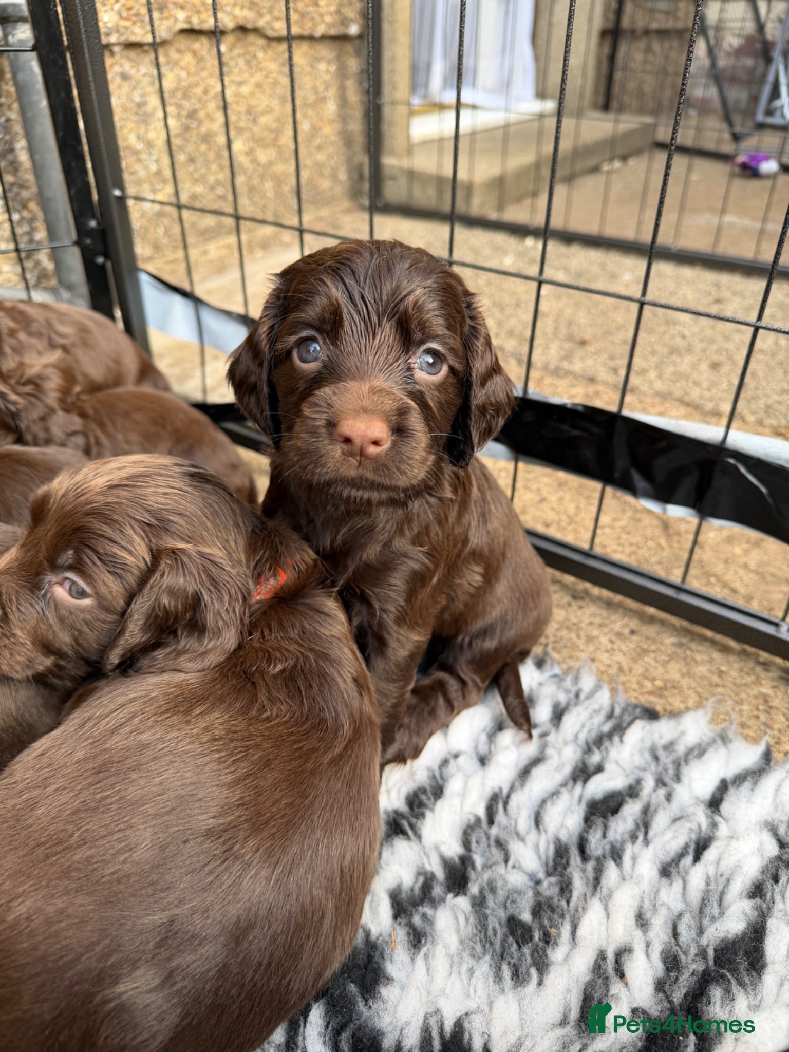 Cocker Spaniel dogs Extensively health tested working cocker spaniels  - Advert 2