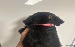 Cockapoo dogs for sale: Super cute spaniel x miniature poodle - Image 3