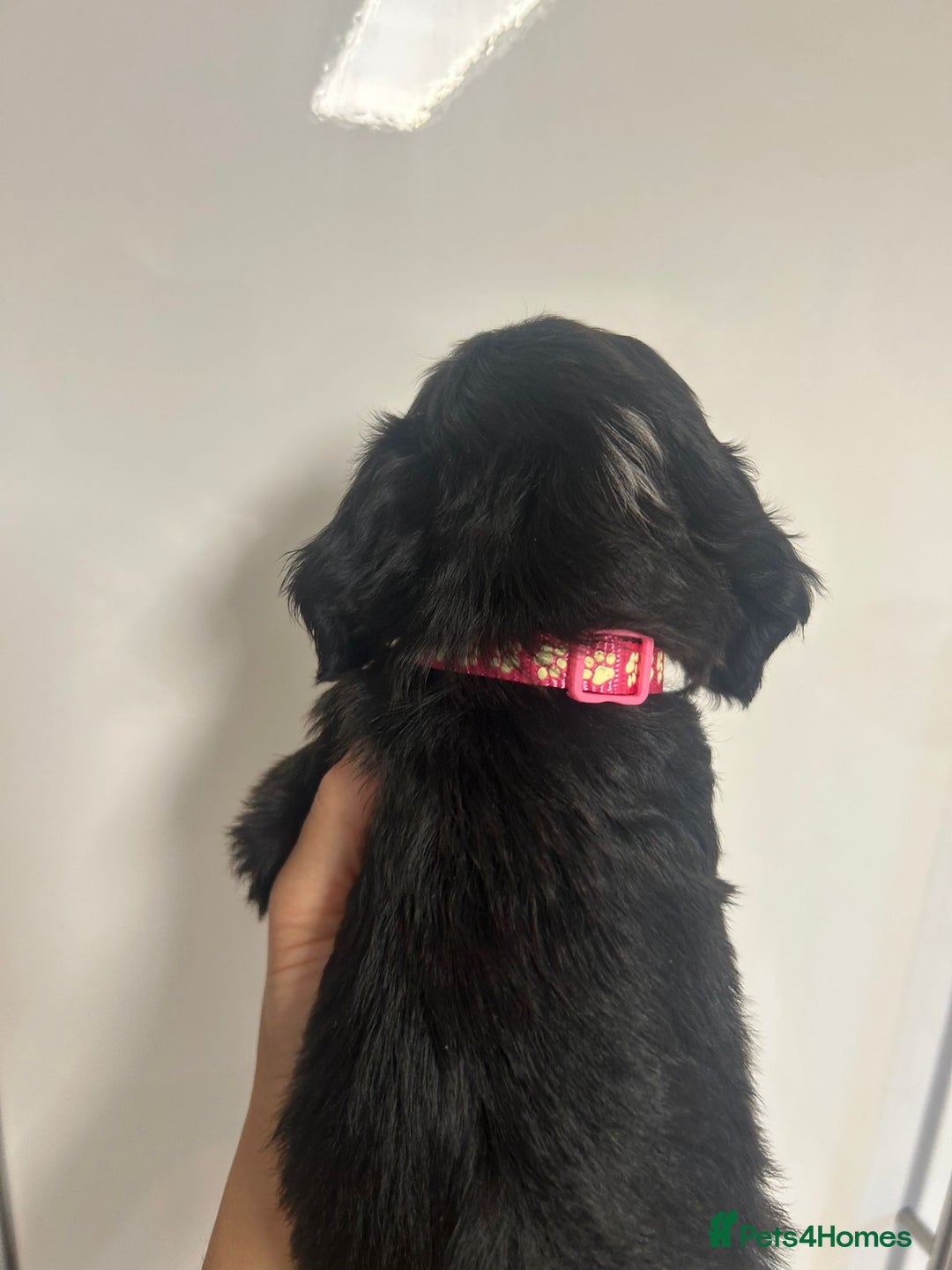 Cockapoo dogs for sale: Super cute spaniel x miniature poodle - Image 3