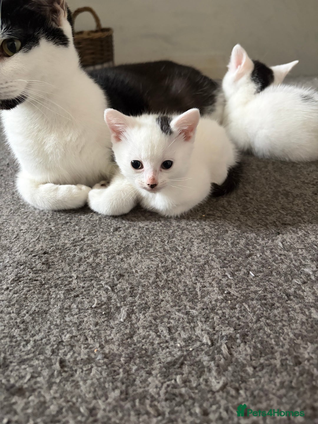 British Shorthair cats for sale: Female white and black kittens  - Advert 3
