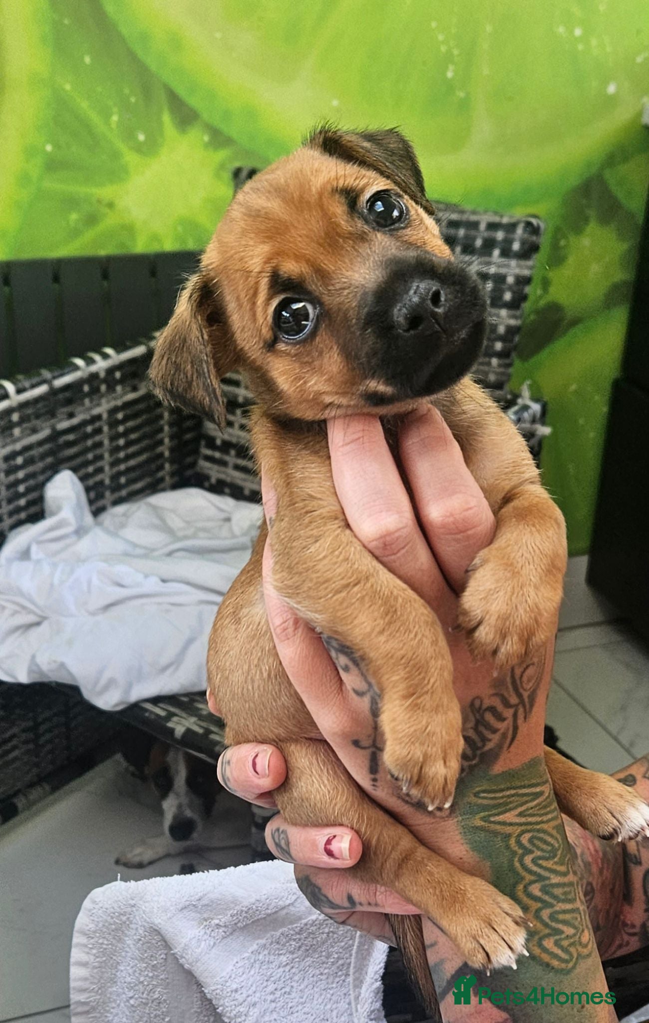 Jack Russell dogs Last male JRT to find he's forever home  - Advert 9