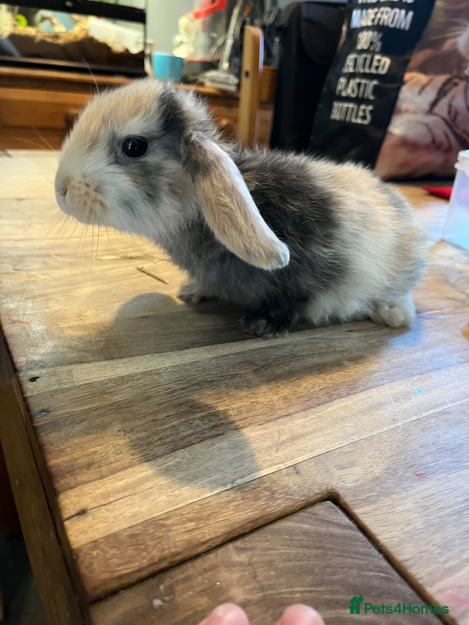 Mini Lion Lop rabbits Lion lop cross bunnies - Advert 7
