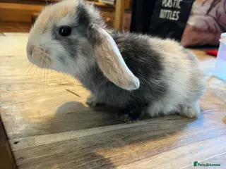 Mini Lion Lop rabbits Lion lop cross bunnies - Advert 12