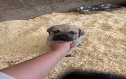 Cane Corso dogs for sale: Cane corso pups - Image 18
