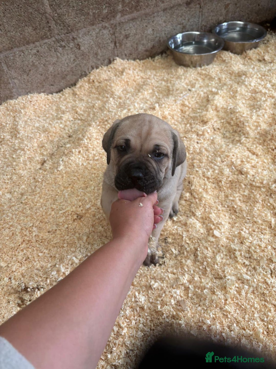 Cane Corso dogs for sale: Cane corso pups - Image 18