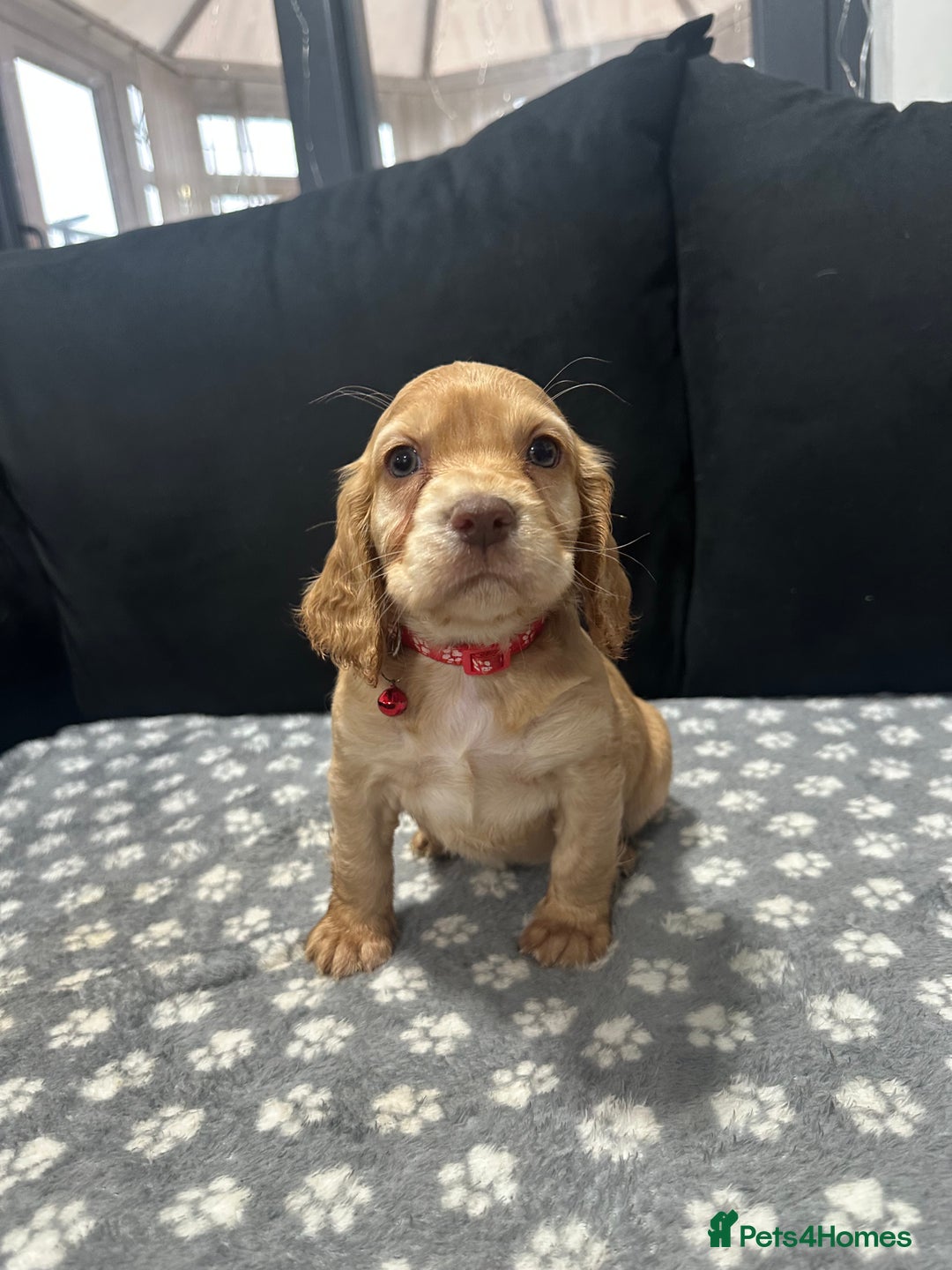 Cocker Spaniel dogs for sale: 3 beautiful cocker spaniel puppies left  - Advert 37