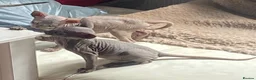 Sphynx cats for sale: Beautiful coloured kittens Spinx   - Advert 17