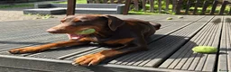 Dobermann dogs for sale: HEALTH TESTED,HOME REARED STUNNING DOBERMAN PUPS  - Advert 11