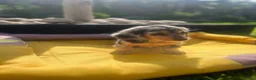 Miniature Dachshund dogs for sale: Adorable Puppies in Bradford - Advert 8