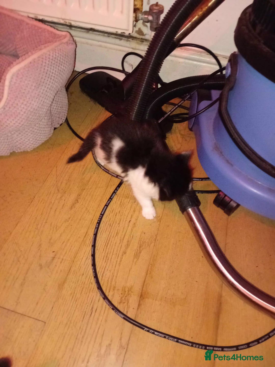 Persian cats for sale: 5 Persian kittens ready just before  ** . - Advert 6