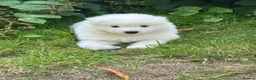 Samoyed dogs for sale:     Adorable Samoyed Puppies Looking for 5★ Homes - Advert 7