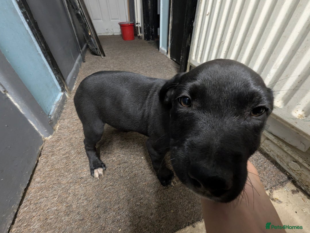 Mixed Breed dogs for sale: Three pups for sale  - Image 20