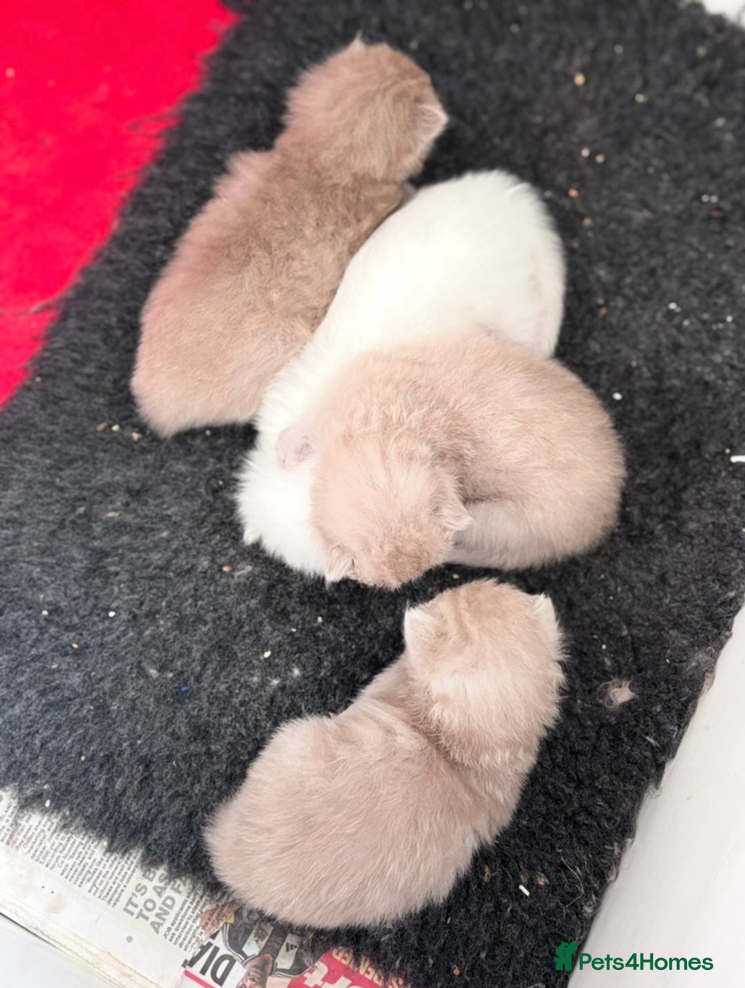 Ragdoll cats for sale: RARE PURE BRED FAWN RAGDOLL BABIES - Advert 16
