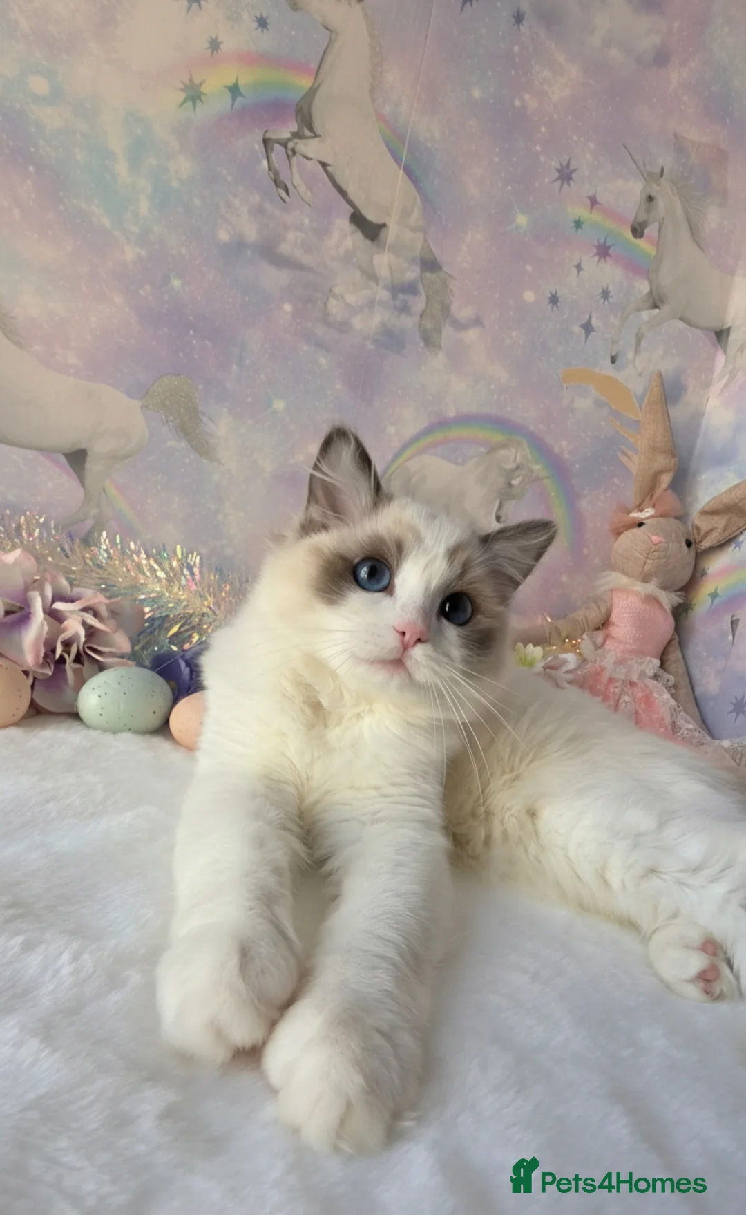Ragdoll cats for sale: Gccf registered bicolour female kittens✨️ - Advert 15