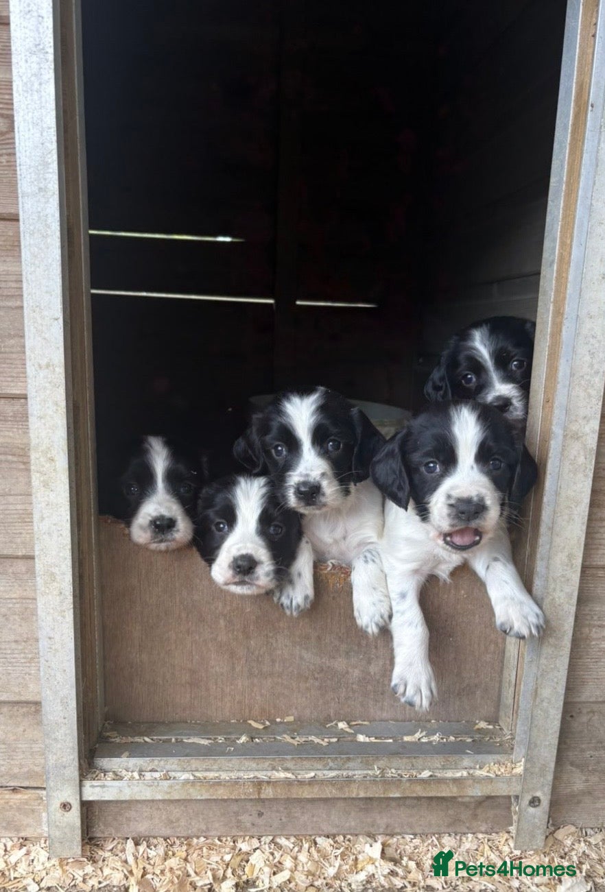 Sprocker dogs Sprocker x Spaniel Puppies - Advert 1