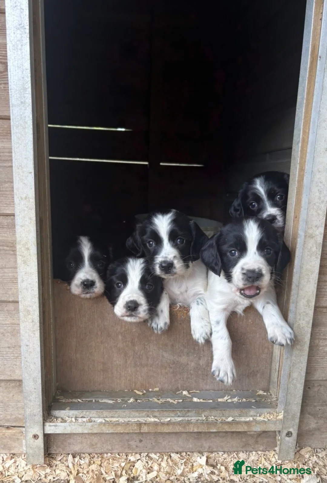 Sprocker dogs for sale: Sprocker x Spaniel Puppies - Advert 1