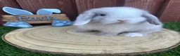 Mini Lop rabbits for sale: Beautiful purebred mini lops ready to reserve  - Advert 20