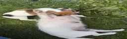 Jack Russell dogs for sale: Jack Russell pups for sale - Advert 6