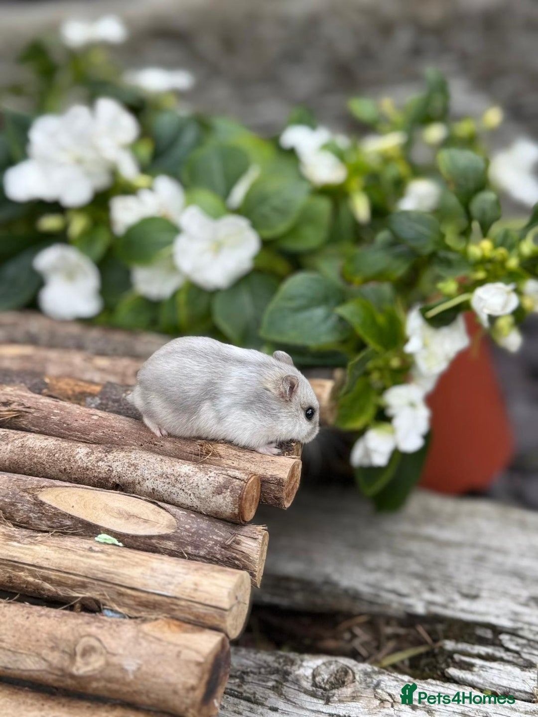 Hamster rodents for sale: Beautiful baby hamsters. Russian Dwarf and Syrian - Image 6