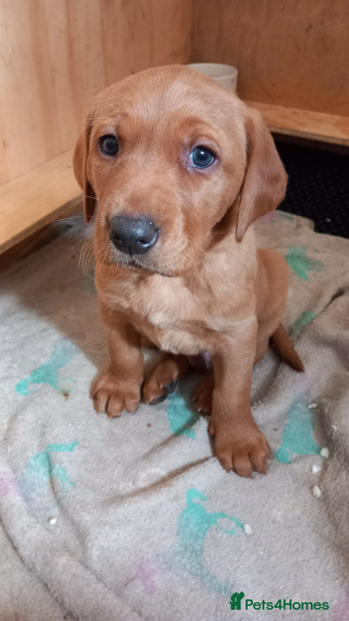 Labrador Retriever dogs KC Registered Red Labrador Retriever Puppies - Advert 2