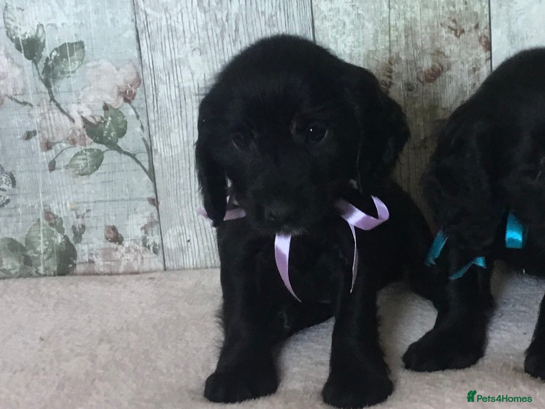 Cocker Spaniel dogs for sale: Well socialised Pedigree Cocker pups - Image 5
