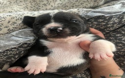 Mixed Breed dogs for sale: French bulldog cross American bulldog  - Image 10
