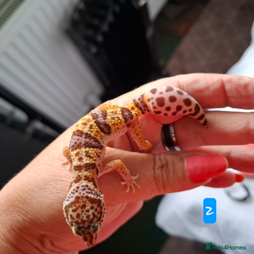 Gecko reptiles for sale: Leopard gecko babies - Image 5