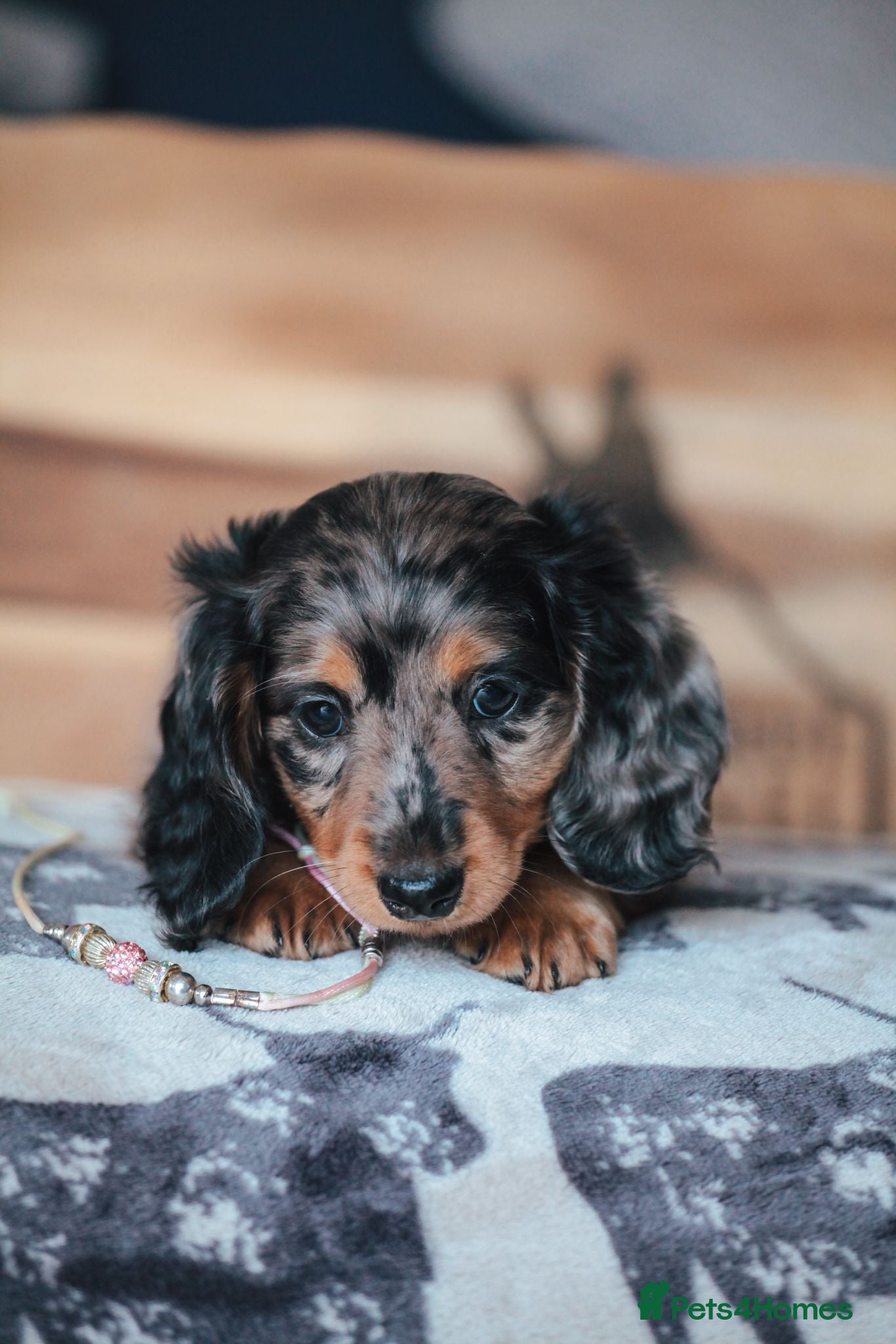 Miniature Dachshund dogs Pedigree Longhaired Miniature Dachshund Waitlist  - Advert 2