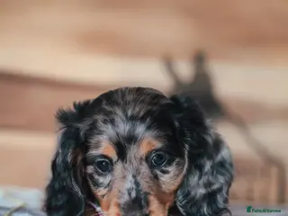 Miniature Dachshund dogs Pedigree Longhaired Miniature Dachshund Waitlist - Advert 2