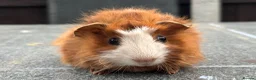 Guinea Pig rodents for sale: Swiss boars and Funky Boars  - Advert 13