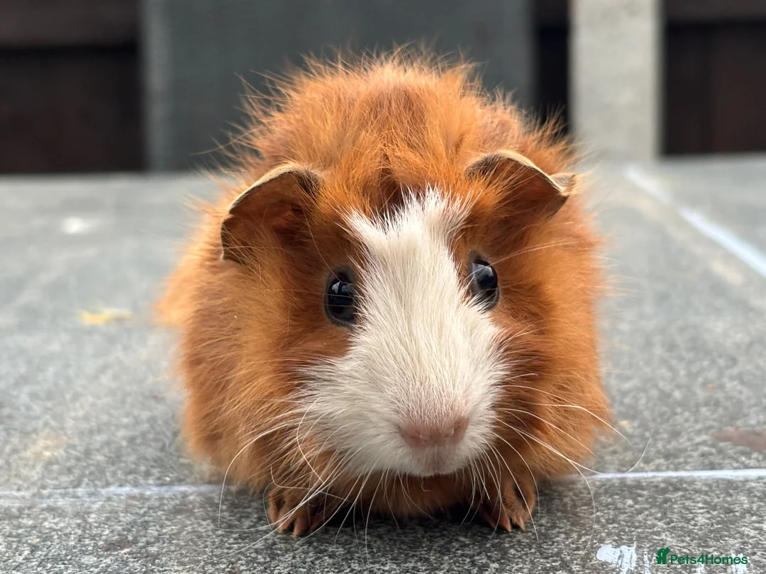 Guinea Pig rodents for sale: Swiss boars and Funky Boars  - Advert 13