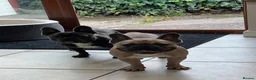 French Bulldog dogs for stud: French bulldog Stud  in Deeside - Advert 3