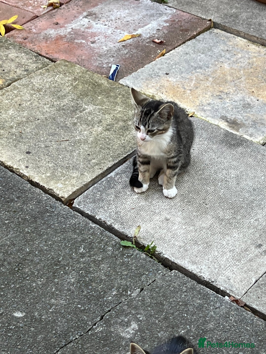Domestic Shorthair cats for sale: Ekaterine  - Image 8