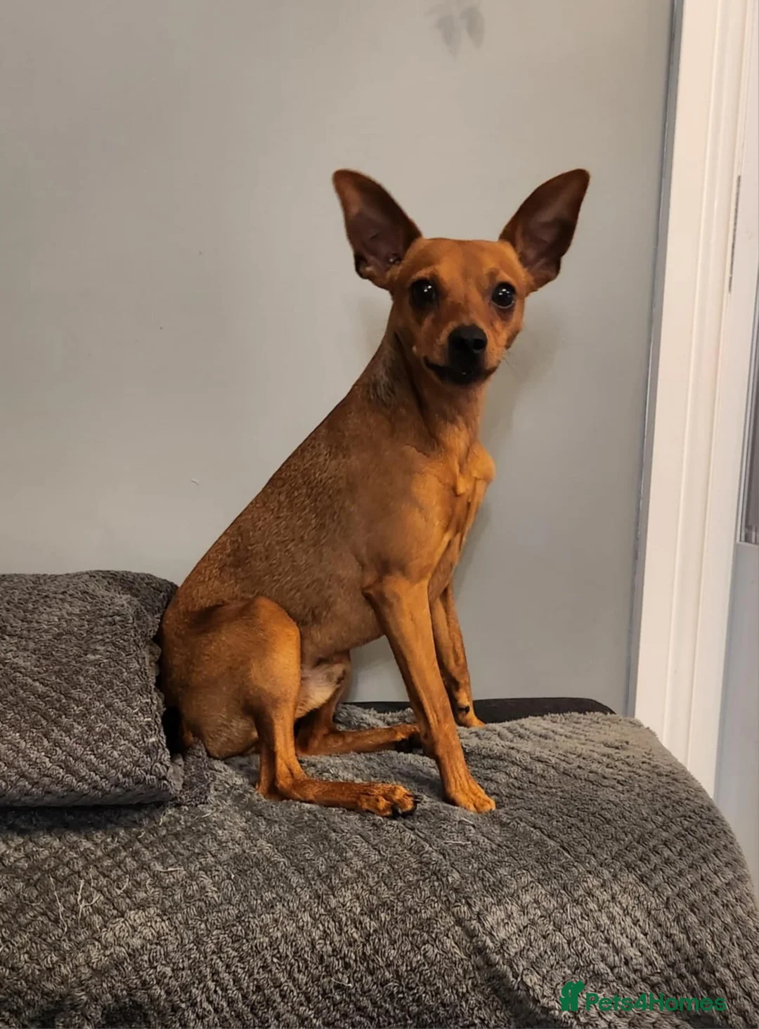 Miniature Pinscher dogs for stud: Toffik the stud  in Halifax - Advert 10