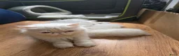 Persian cats for sale: PERSIAN  **  KITTENS LOOKING FOR NEW HOMES  - Advert 20