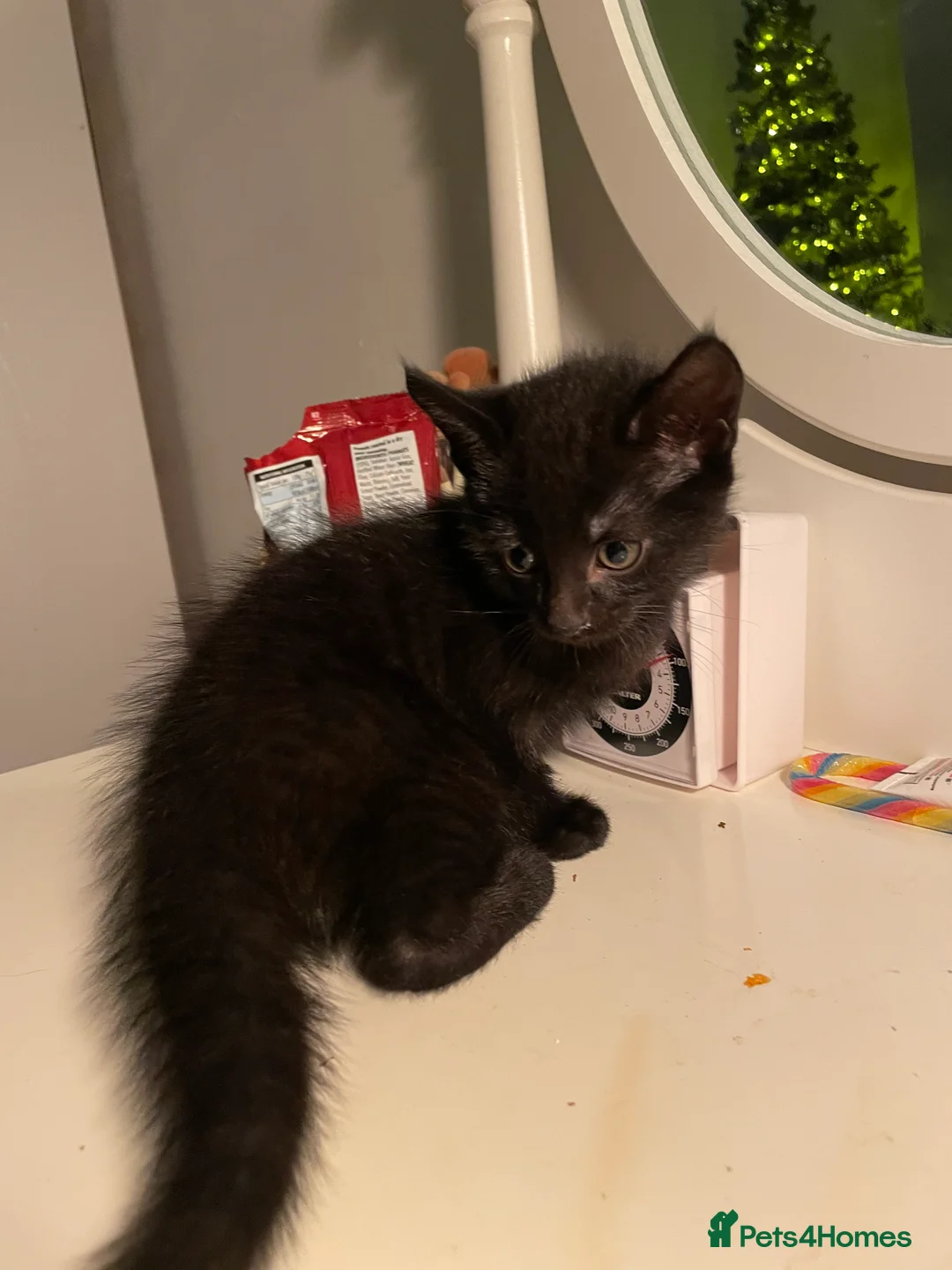 Mixed Breed cats for sale: Colourful kittens looking for home 🩷 - Advert 12