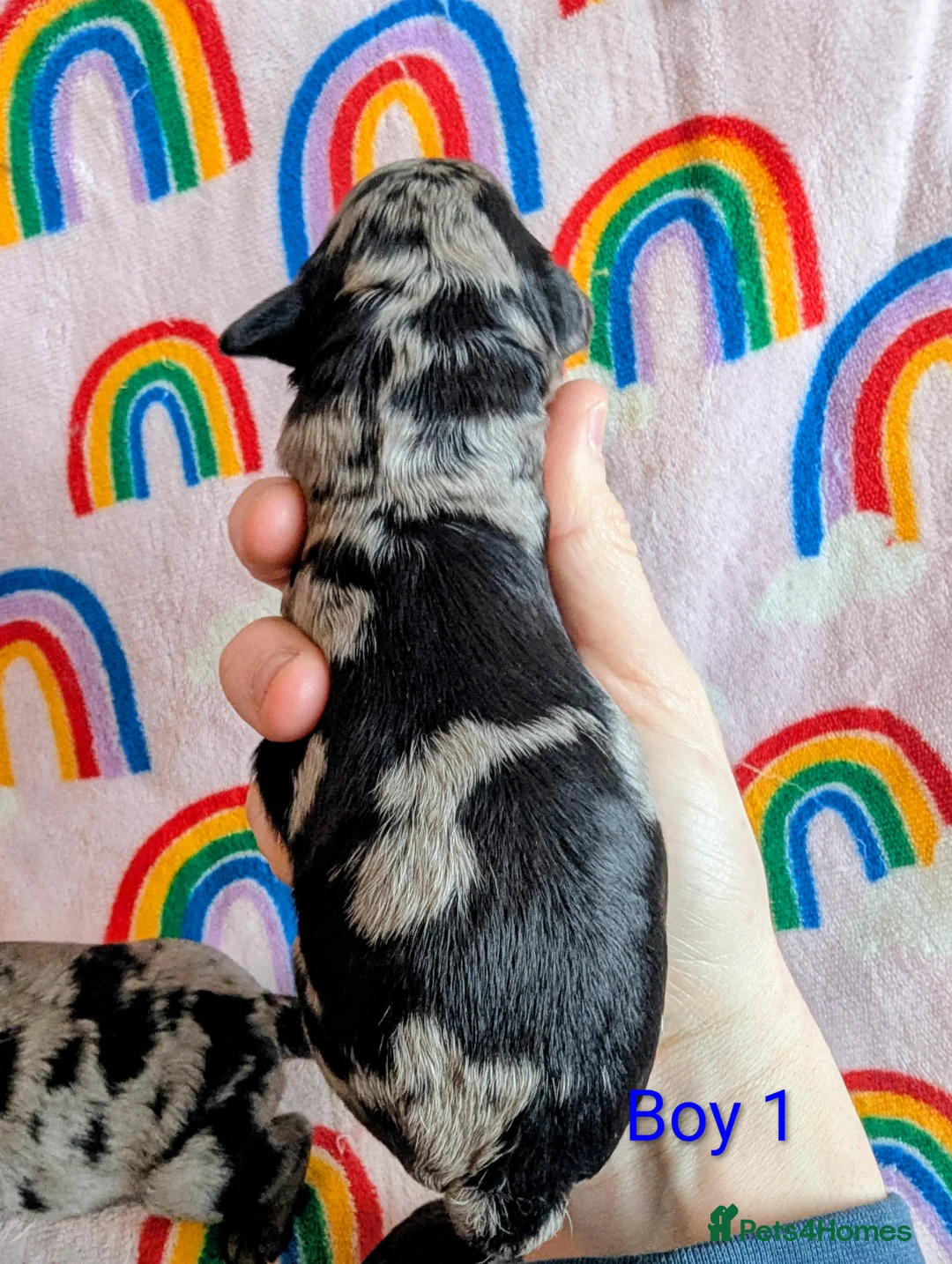 Cavapoo dogs for sale: DNA health tested Merle Cavapoos - Advert 11