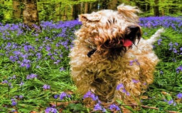 Soft Coated Wheaten Terrier dogs for sale: Beautiful Quality Soft Coated Wheaten Terriers  - Image 16