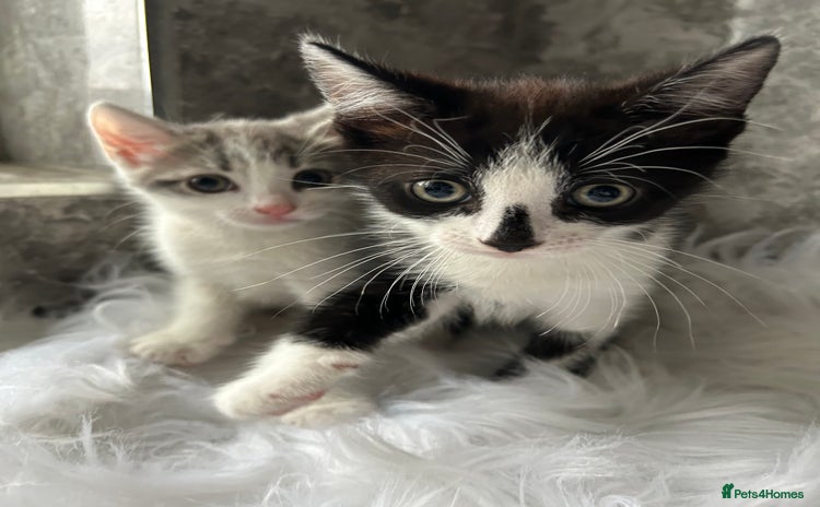 Mixed Breed cats - Advert 2