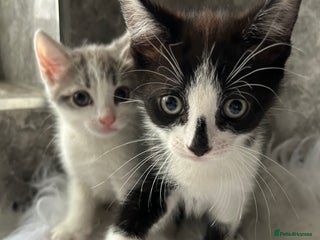 Mixed Breed cats - Advert 2