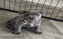 Staffordshire Bull Terrier dogs for sale: BLUE BLOODLINE CHAMPION STAFFS💕🐾 - Image 5
