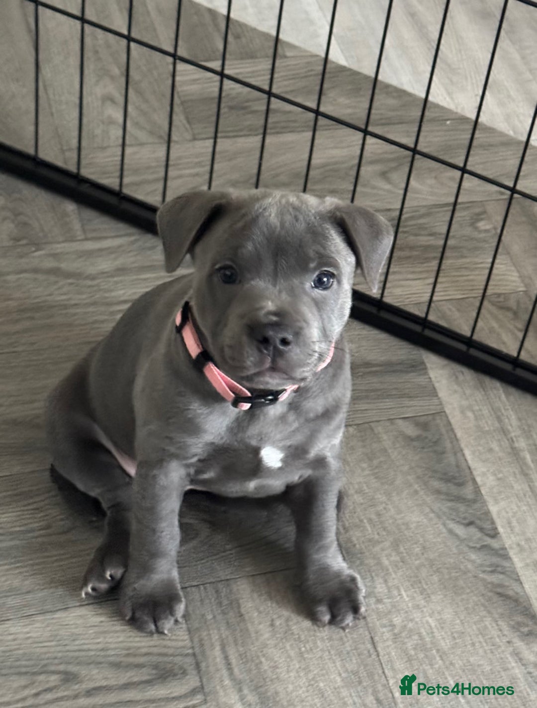 Staffordshire Bull Terrier dogs for sale: BLUE BLOODLINE CHAMPION STAFFS💕🐾 - Image 5