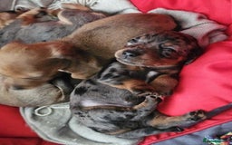 Mixed Breed dogs for sale: 4 Jack Russell cross Dachshund puppies - Image 26