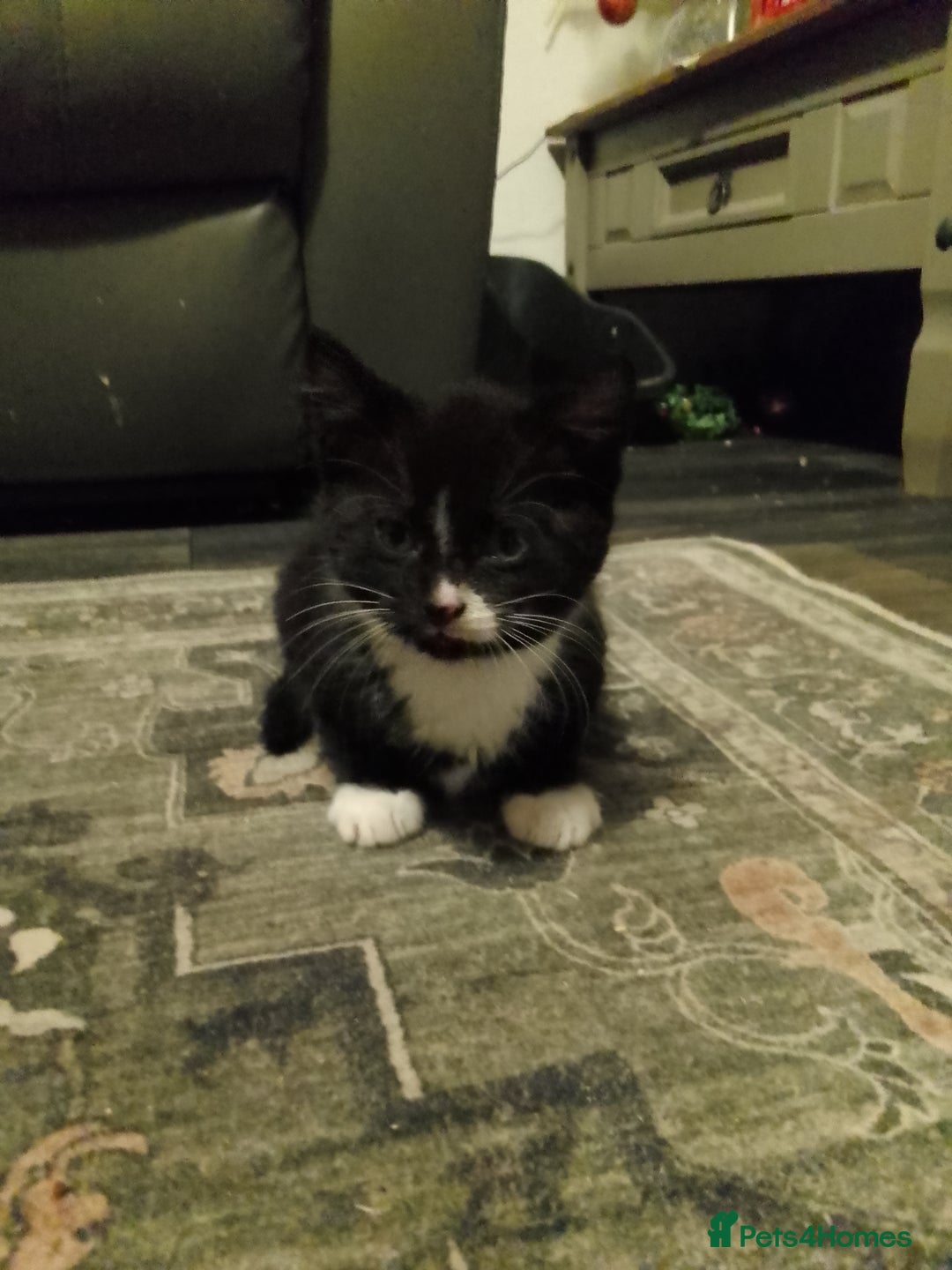 Mixed Breed cats for sale: MALE KITTEN FOR SALE - Advert 5