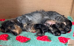 Dachshund dogs for sale: Standard wirehaired (Teckels)  - Image 5