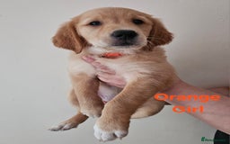 Golden Retriever dogs for sale: 2 Boys 2 Girls KC Reg. Golden Retriever Puppies - Image 5