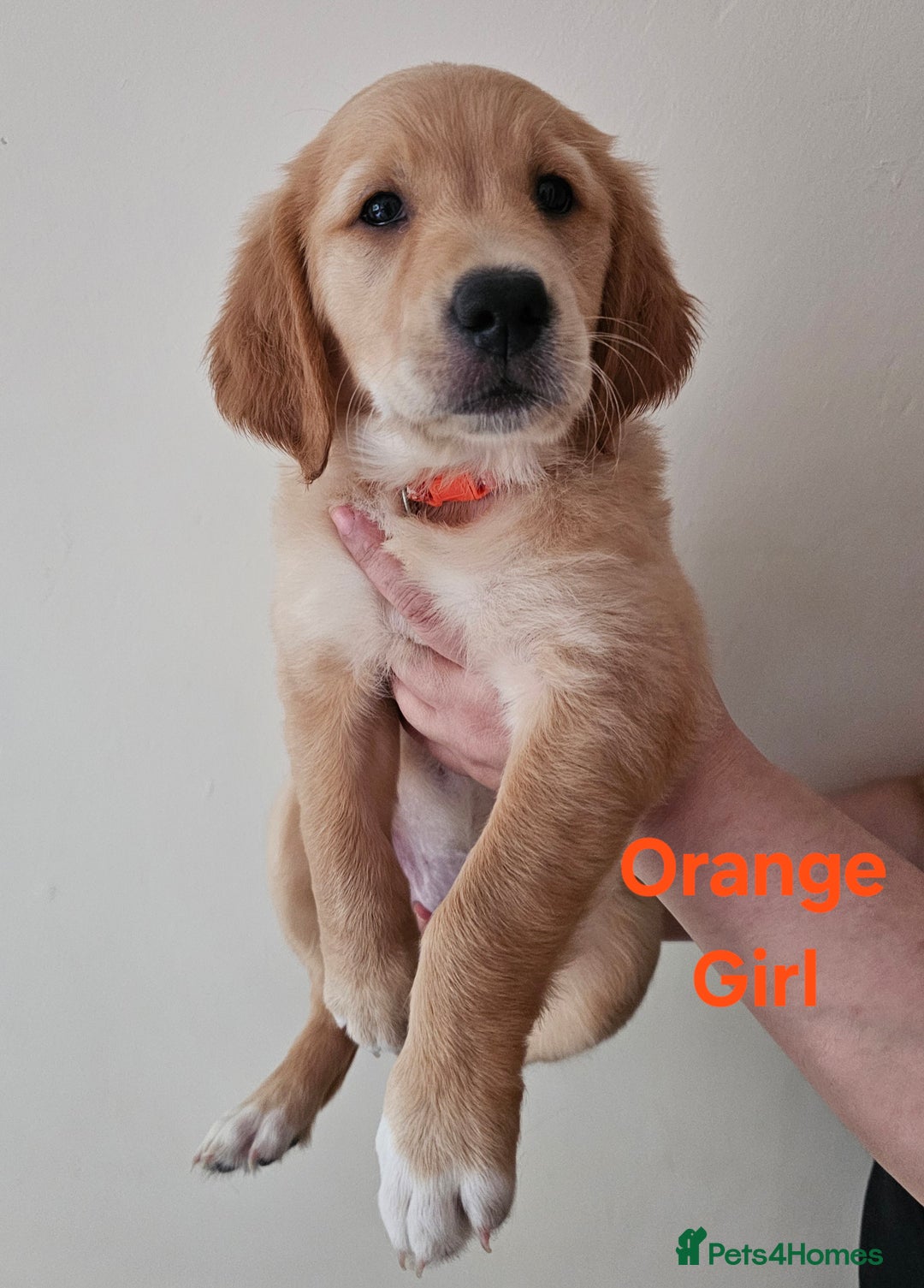 Golden Retriever dogs for sale: 2 Boys 2 Girls KC Reg. Golden Retriever Puppies - Image 5